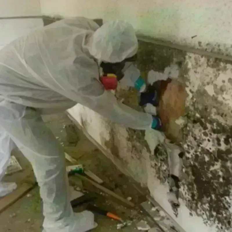 Mold Remediation and Removal in Southmayd, TX